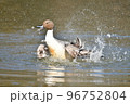 冬に飛来する渡り鳥オナガガモ 冬に飛来する渡り鳥オナガガモ 96752804