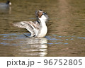 冬に飛来する渡り鳥オナガガモ 冬に飛来する渡り鳥オナガガモ 96752805