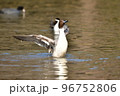冬に飛来する渡り鳥オナガガモ 冬に飛来する渡り鳥オナガガモ 96752806