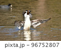 冬に飛来する渡り鳥オナガガモ 冬に飛来する渡り鳥オナガガモ 96752807