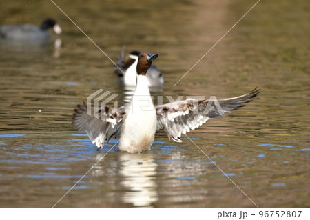 冬に飛来する渡り鳥オナガガモ 96752807