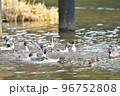 冬に飛来する渡り鳥オナガガモの群れ 冬に飛来する渡り鳥オナガガモの群れ 96752808