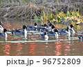 冬に飛来する渡り鳥オナガガモの群れ 冬に飛来する渡り鳥オナガガモの群れ 96752809