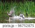 カルガモの飛翔 カルガモの飛翔 96752875
