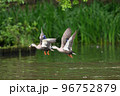 カルガモの飛翔 カルガモの飛翔 96752879