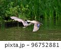カルガモの飛翔 カルガモの飛翔 96752881