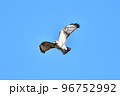 冬に飛来する鷹のノスリ 冬に飛来する鷹のノスリ 96752992