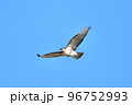 冬に飛来する鷹のノスリ 冬に飛来する鷹のノスリ 96752993