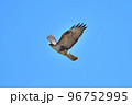 冬に飛来する鷹のノスリ 冬に飛来する鷹のノスリ 96752995