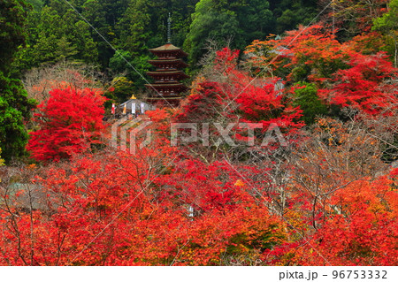 【奈良県】長谷寺本堂の舞台から見た三重塔と紅葉 96753332