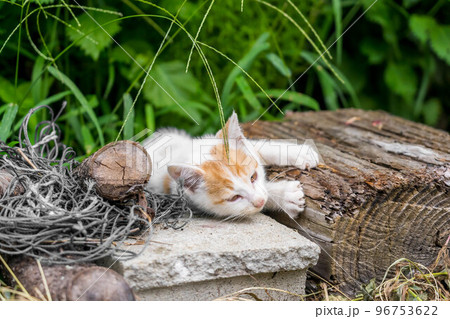 自由気ままに遊びまわるちび猫(くう) 自由気ままに遊びまわるちび猫(くう) 96753622