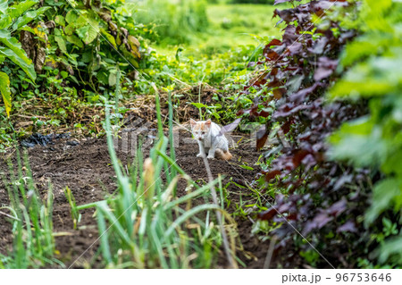 自由気ままに遊びまわるちび猫(くう) 96753646