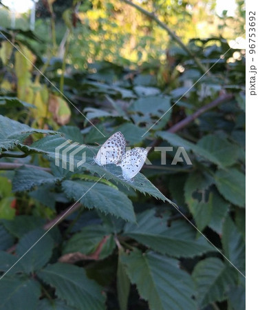 恋人の蝶々 96753692