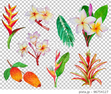 set of hand draw watercolor tropic plants set of hand draw watercolor tropic plants 96754127
