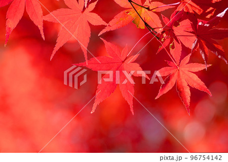 真っ赤の染まったモミジの葉のクローズアップと透けてくる秋の光 96754142