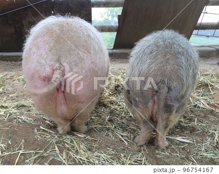 ブタのお尻 96754167