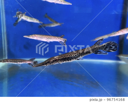 アリゲーターガー 96754168