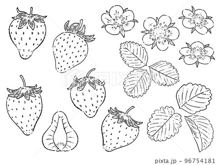苺の線画イラスト素材 96754181