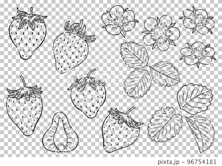 苺の線画イラスト素材 96754181