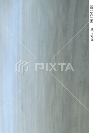 竹の種類・ホウライチク（蓬莱竹）の皮の背景素材 96754286