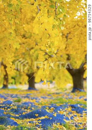 華やかなイチョウの黄葉　幸せの黄色い風景　実りの秋　祖父江町　 96754329