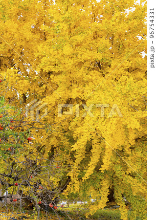 華やかなイチョウの黄葉　幸せの黄色い風景　実りの秋　祖父江町　 96754331