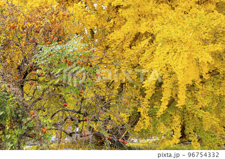 華やかなイチョウの黄葉　幸せの黄色い風景　実りの秋　祖父江町　 96754332