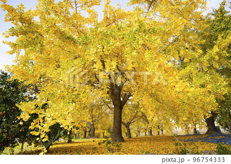 華やかなイチョウの黄葉　幸せの黄色い風景　実りの秋　祖父江町　 96754333