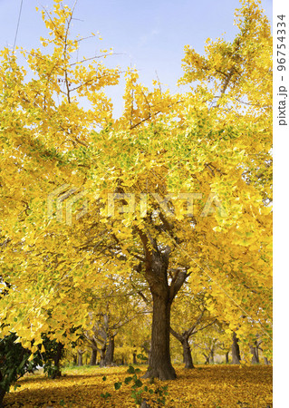 華やかなイチョウの黄葉 幸せの黄色い風景 実りの秋 祖父江町 華やかなイチョウの黄葉 幸せの黄色い風景 実りの秋 祖父江町 96754334
