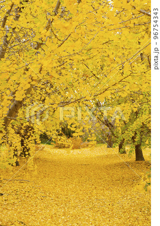 華やかなイチョウの黄葉　幸せの黄色い風景　実りの秋　祖父江町　 96754343