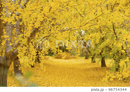 華やかなイチョウの黄葉　幸せの黄色い風景　実りの秋　祖父江町　 96754344