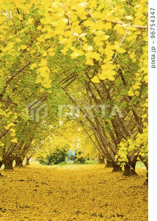 華やかなイチョウの黄葉　幸せの黄色い風景　実りの秋　祖父江町　 96754347