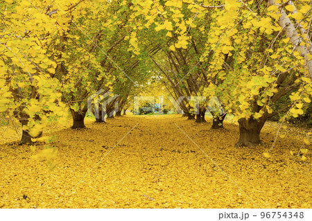 華やかなイチョウの黄葉 幸せの黄色い風景 実りの秋 祖父江町 華やかなイチョウの黄葉 幸せの黄色い風景 実りの秋 祖父江町 96754348