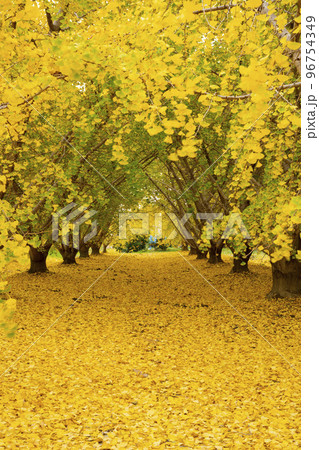 華やかなイチョウの黄葉 幸せの黄色い風景 実りの秋 祖父江町 華やかなイチョウの黄葉 幸せの黄色い風景 実りの秋 祖父江町 96754349