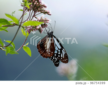旅する蝶・アサギマダラのいる風景 96754399