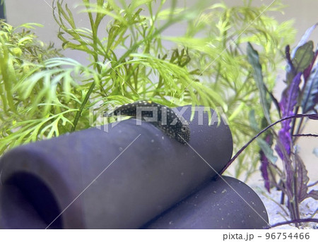 水草と熱帯魚ボルネオサッカープレコ 96754466