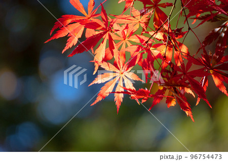 紅葉したモミジの葉のクローズアップとコピースペース 96754473