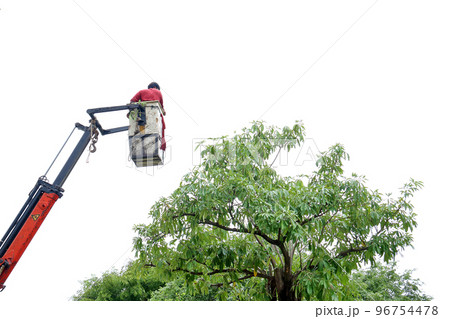 Cut the tree 3 Cut the tree 3 96754478