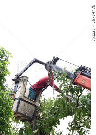 Cut the tree 5 Cut the tree 5 96754479
