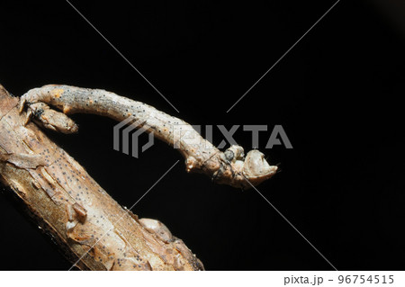 クワエダシャクの幼虫 96754515