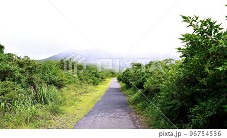 三原山ハイキングコースの遊歩道 三原山ハイキングコースの遊歩道 96754536