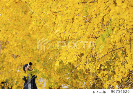 華やかなイチョウの黄葉　幸せの黄色い風景　いちょう祭り　祖父江町　 96754626