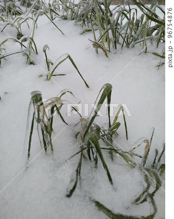 Grass branches frozen in the ice. Frozen grass branch in winter 96754876