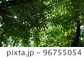 公園で、寝っ転がって見た、自然の世界。木漏れ日が最高。 96755054