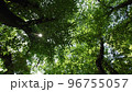 公園で、寝っ転がって見た、自然の世界。木漏れ日が最高。 96755057