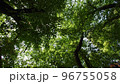 公園で、寝っ転がって見た、自然の世界。木漏れ日が最高。 96755058