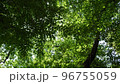 公園で、寝っ転がって見た、自然の世界。木漏れ日が最高。 96755059