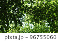 公園で、寝っ転がって見た、自然の世界。木漏れ日が最高。 96755060