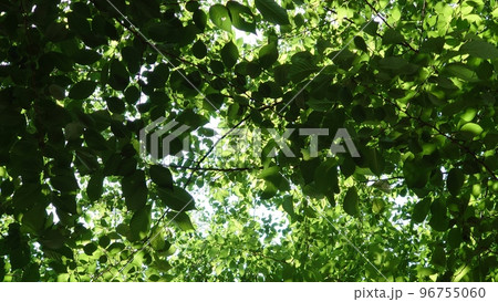公園で、寝っ転がって見た、自然の世界。木漏れ日が最高。 96755060