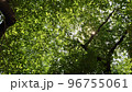 公園で、寝っ転がって見た、自然の世界。木漏れ日が最高。 96755061